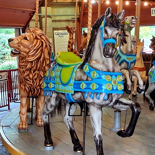 Grey horse with blue halter in front of lion